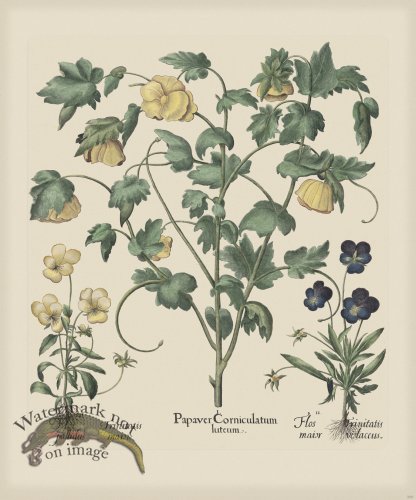 (image for) Besler 289 Colored B2