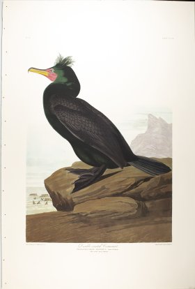 Double-Crested Comorant