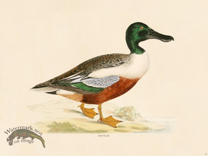 (image for) 18 BGB Shoveler