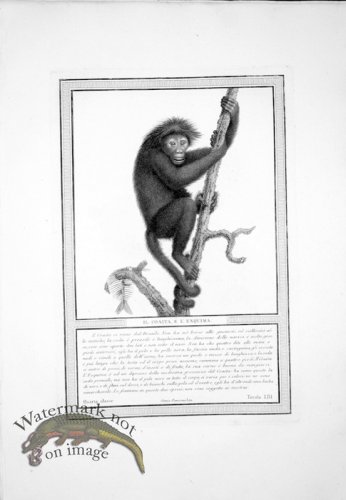 (image for) The_Monkeys_21