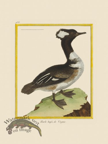 (image for) Martinet Bird 935
