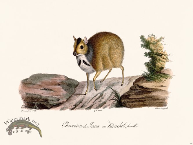 (image for) Cuvier 236 Java Wild Boar