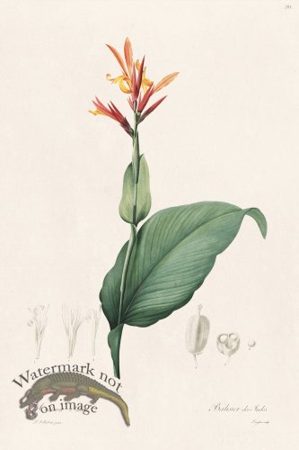 (image for) Les Liliacees Redoute 201