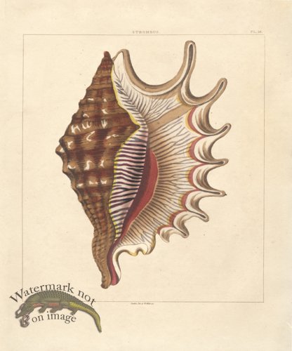 (image for) SingleShell 03