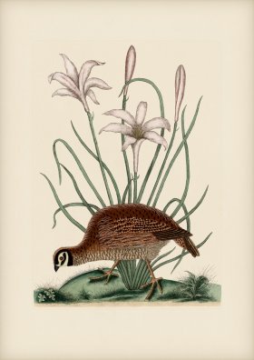 216 Partridge or Bob White