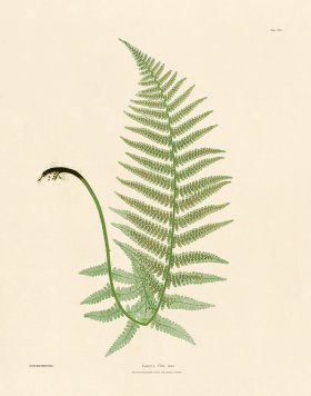 (image for) Bradbury Fern 14
