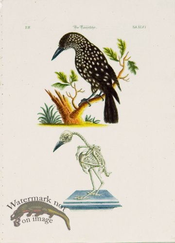 (image for) Meyer Birds 05