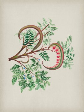 Andean Botanicals 009