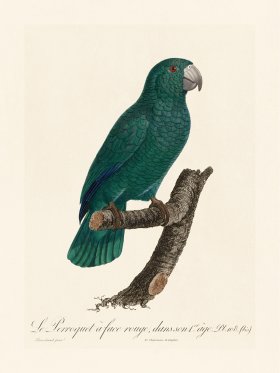 Barraband Parrot 108b