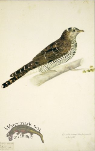 (image for) 161 Swedish Birds . Cuculus Canorus, Common Cuckoo