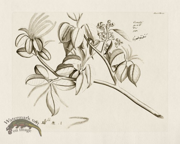 (image for) HORTUS VOl 05 45