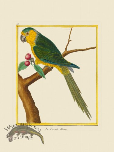 (image for) Martinet Bird 528
