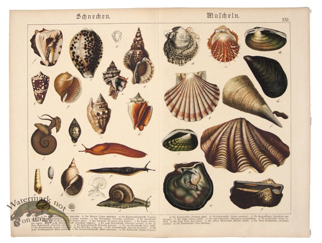 Shells Oyster Snails