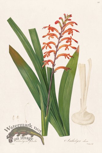 (image for) Les Liliacees Redoute 387