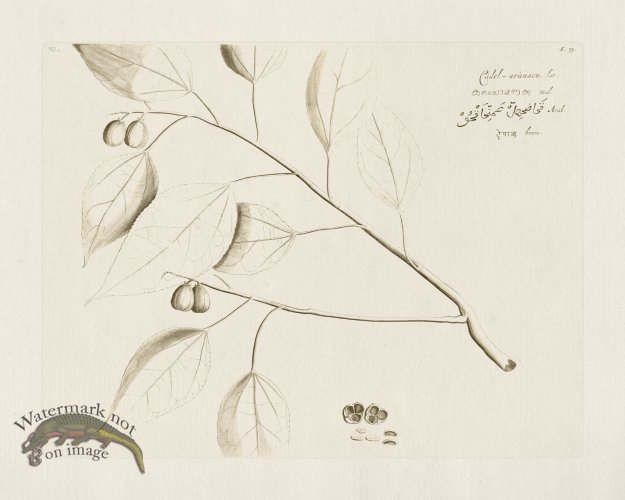 (image for) HORTUS VOL 02 33