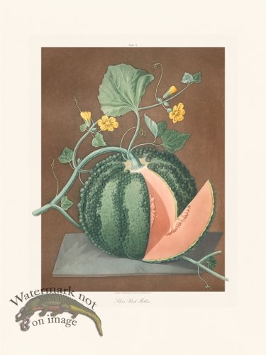 (image for) Brookshaw Fruit 11