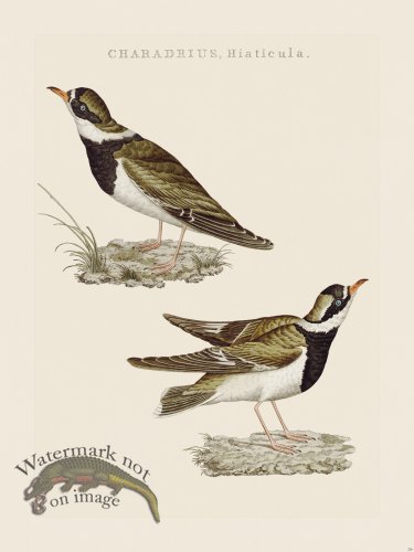 (image for) Nozeman Bird 226