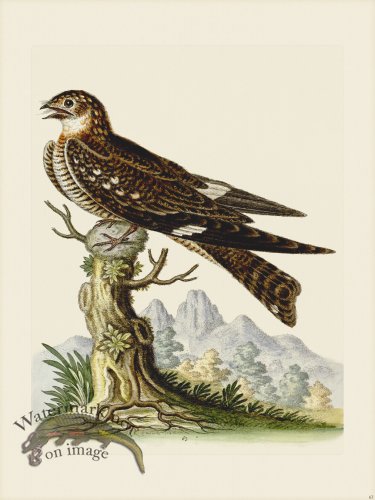 (image for) Edwards 063 Lesser Goat Sucker