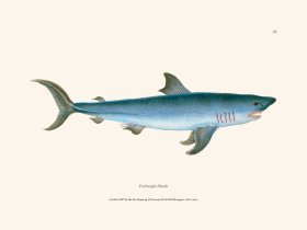 051 Porbeagle Shark