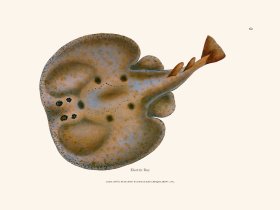 062 Electric Ray