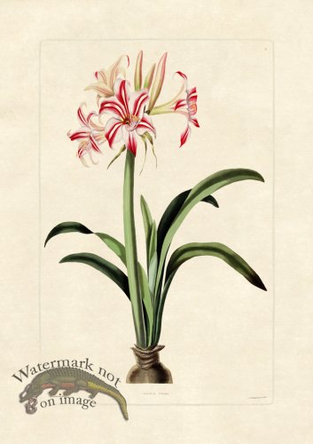 (image for) Edward bury 31