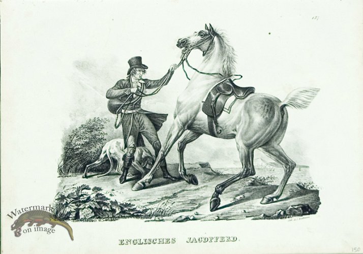 (image for) English Horse