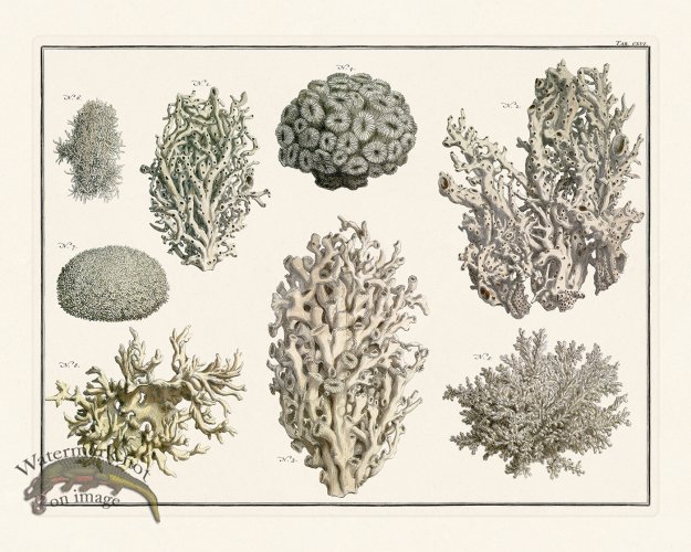 (image for) Seba B2 116 Coral