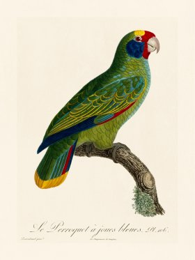 Barraband Parrot 106