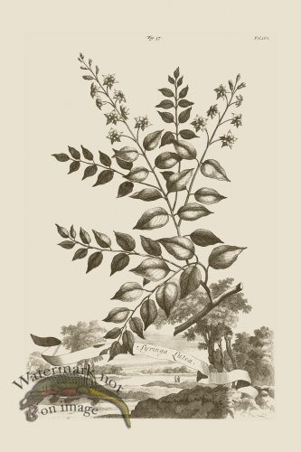 (image for) Abraham Munting 037