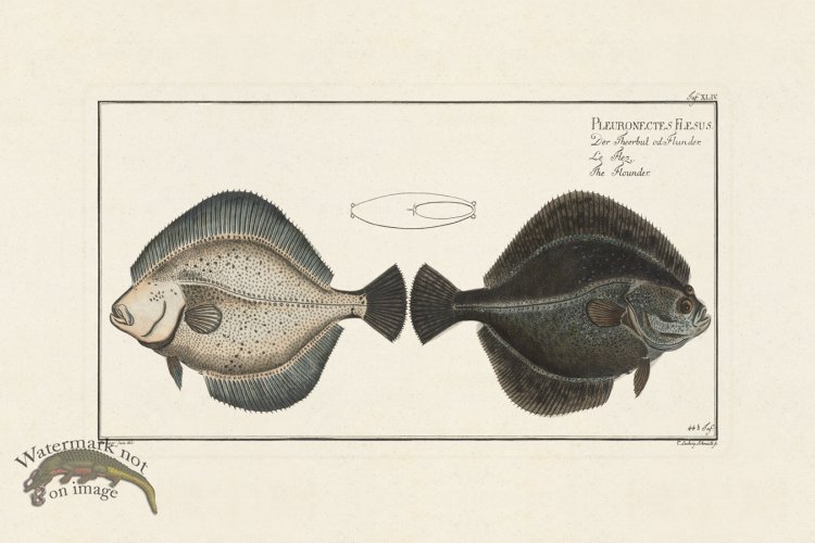 (image for) BLOCH FISH 044