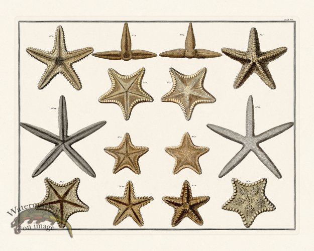 (image for) Seba B2 006 Starfish