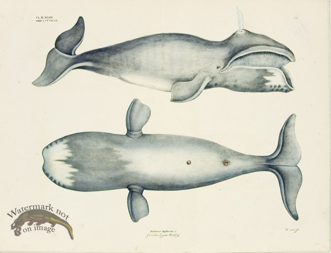 (image for) Goldfuss Bowhead Whale