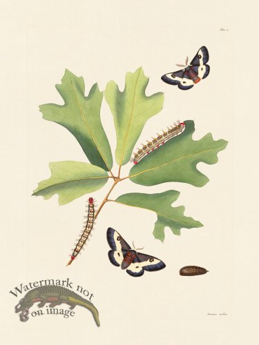 (image for) Abbot Butterfly 050