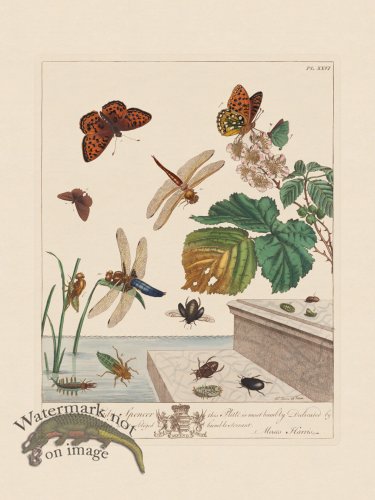 Moses Harris Insects 26