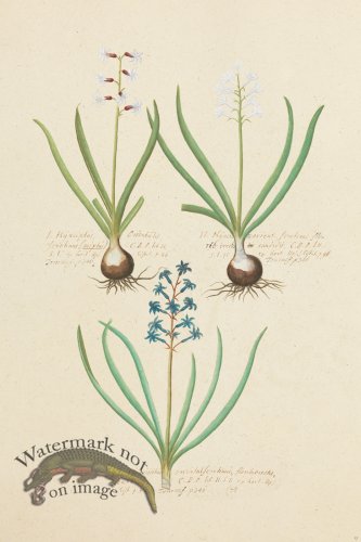 (image for) Blomboken 017