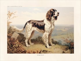CFA Dog Springer Spaniel 03