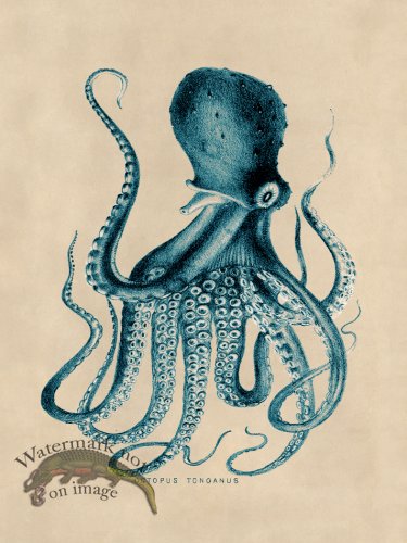 (image for) Octopus Teal 09