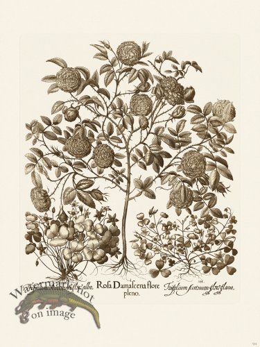 (image for) Besler 094 B1