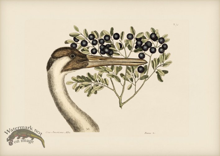 (image for) 075 Hooping Crane