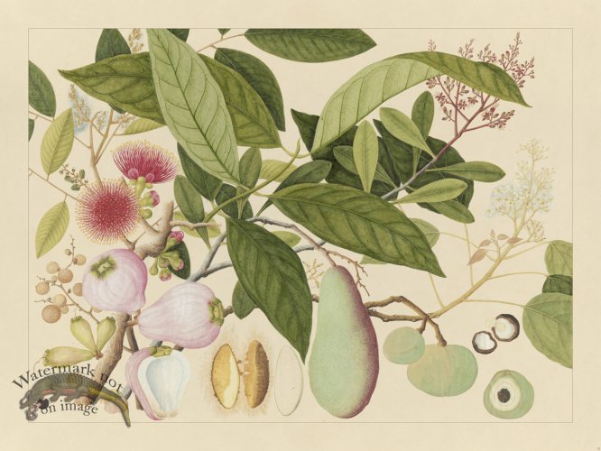 Andalas Botanicals 12