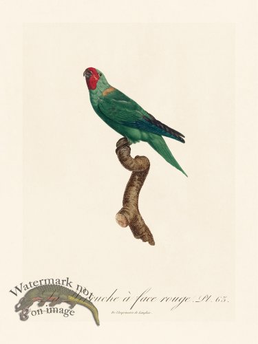 (image for) Barraband Parrot 063