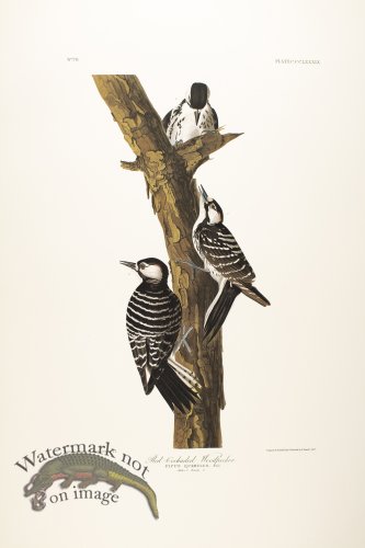 (image for) Red-Cockaded Woodpecker