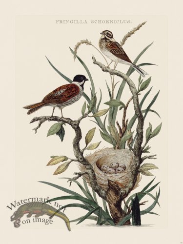 (image for) Nozeman Bird 172