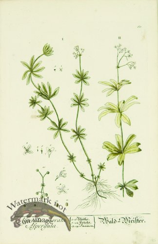 (image for) Blackwell German 243