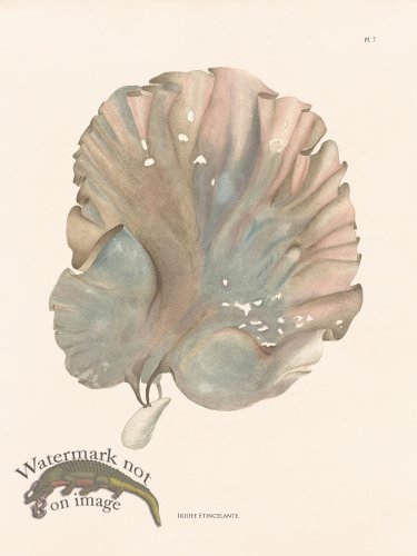 (image for) Oceanie 07