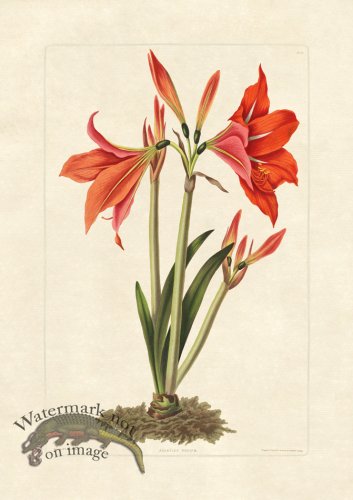 (image for) Edward bury 24