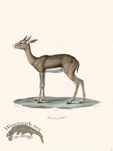 (image for) Cuvier 058 Female Grey Rhebok