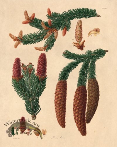 (image for) Lambert Pine 25