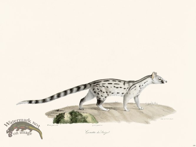 (image for) Cuvier 189 Genet of Senegal