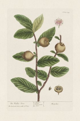 BEE 154 The Medlar Tree